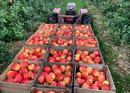 Tractor pulling apples